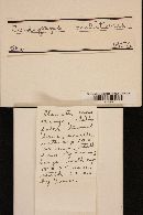 Cordyceps militaris image