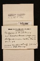 Cordyceps militaris image