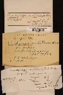 Cordyceps militaris image