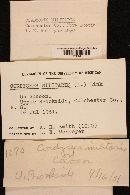 Cordyceps militaris image