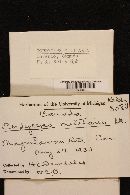 Cordyceps militaris image