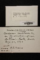 Cordyceps militaris image