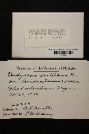 Cordyceps militaris image