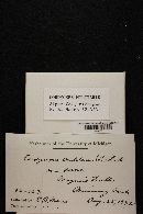 Cordyceps militaris image