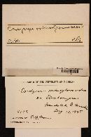 Elaphocordyceps ophioglossoides image