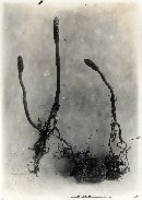 Elaphocordyceps ophioglossoides image