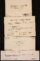 Elaphocordyceps ophioglossoides image