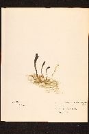 Elaphocordyceps ophioglossoides image