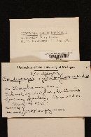 Elaphocordyceps ophioglossoides image