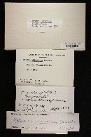 Wynnea americana image