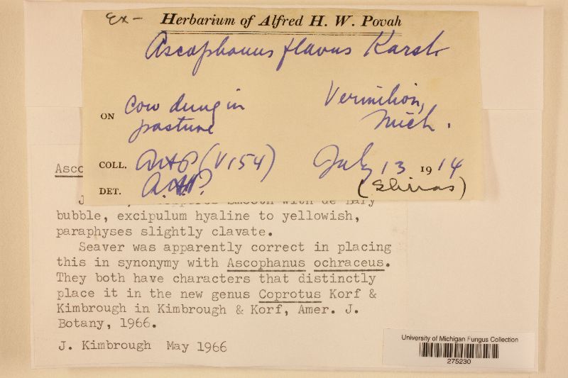 Ascophanus flavus image