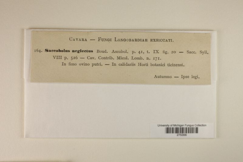 Saccobolus depauperatus image