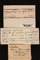 Thumbnail image of current specimen