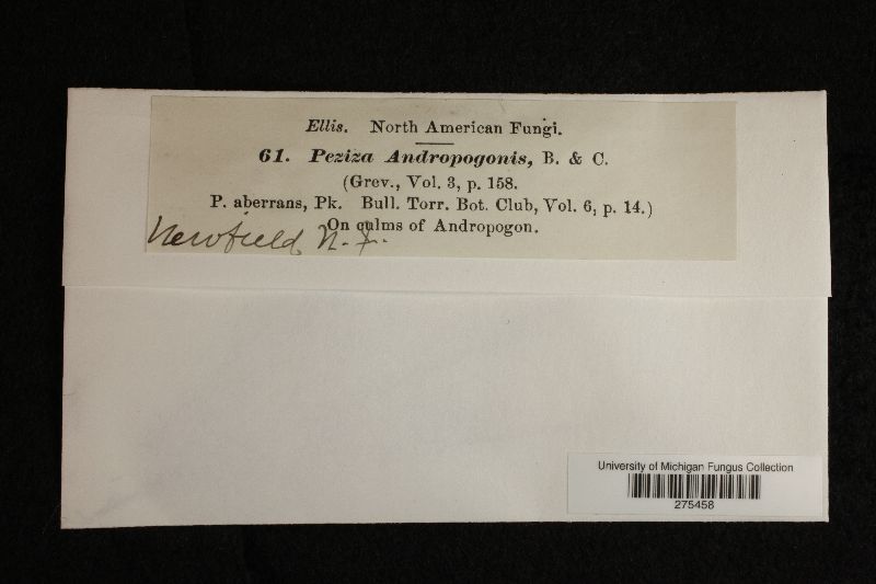 Peziza andropogonis image