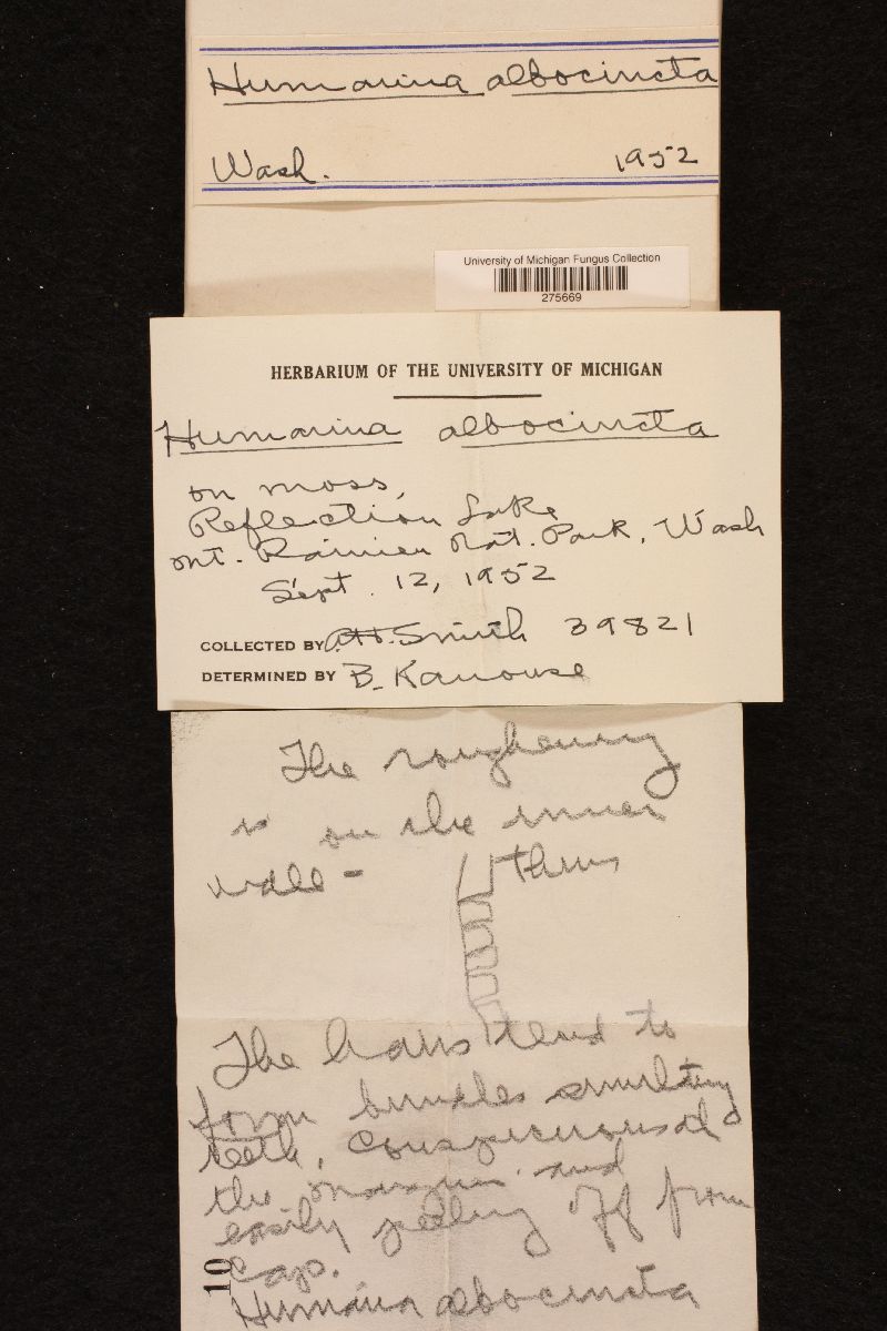 Humaria albocincta image