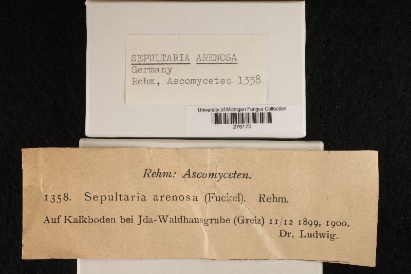 Geopora arenosa image