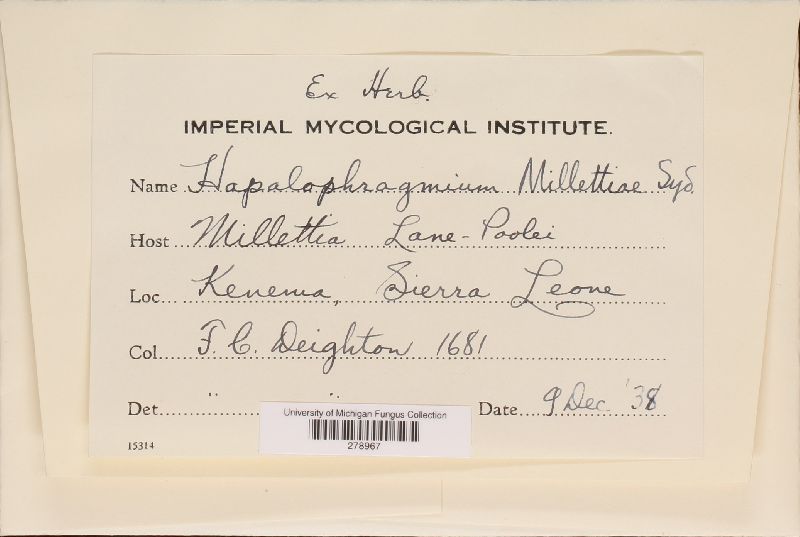 Hapalophragmium millettiae image