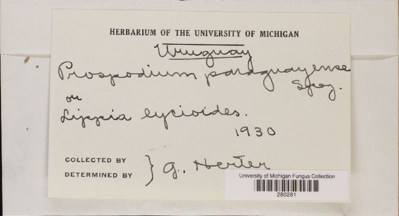 Prospodium paraguayense image