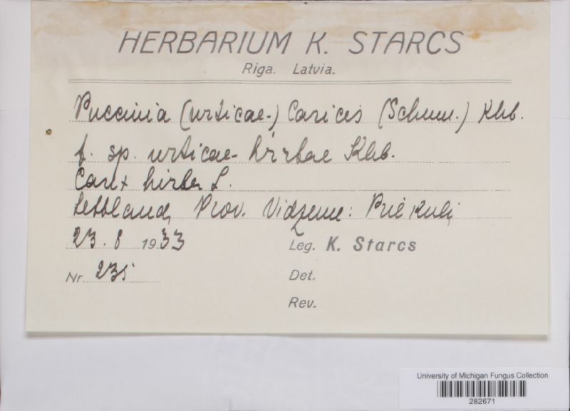 Puccinia urticata var. urticae-hirtae image