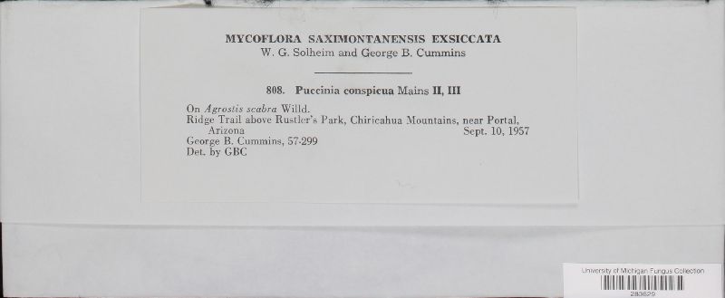 Puccinia conspicua image