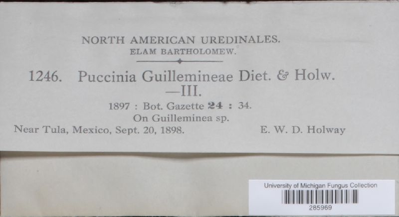 Puccinia guillemineae image