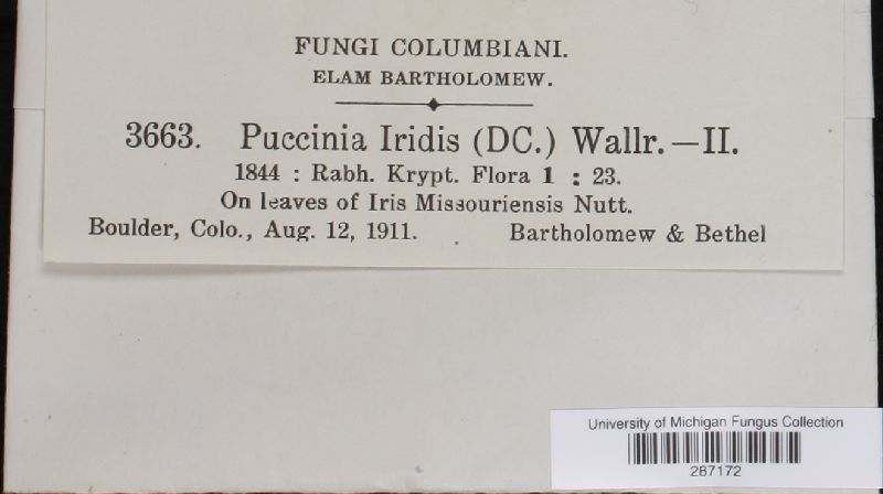 Puccinia iridis image