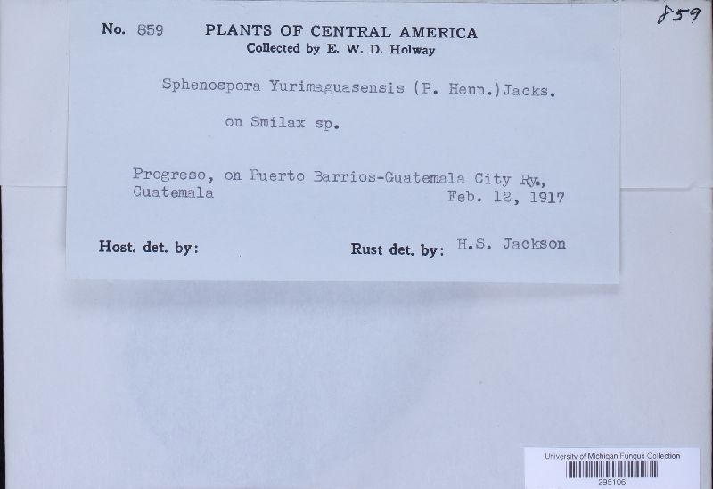Sphenospora yurimaguasensis image