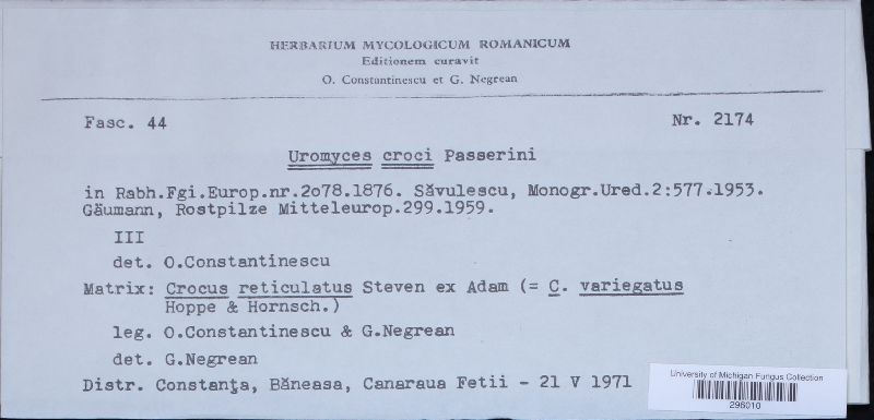 Uromyces croci image