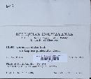 Uromyces elatus image