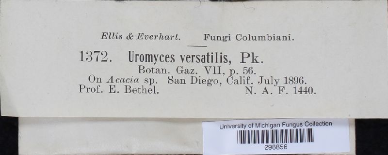 Uromyces versatilis image