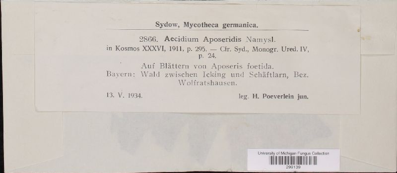 Aecidium aposeridis image