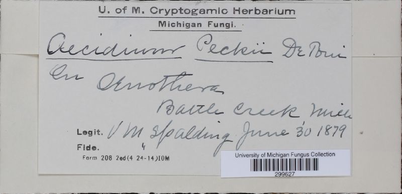 Aecidium peckii image