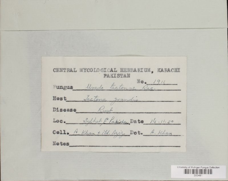 Olivea tectonae image