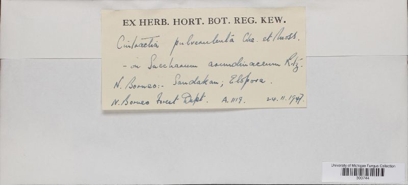 Sporisorium pulverulentum image