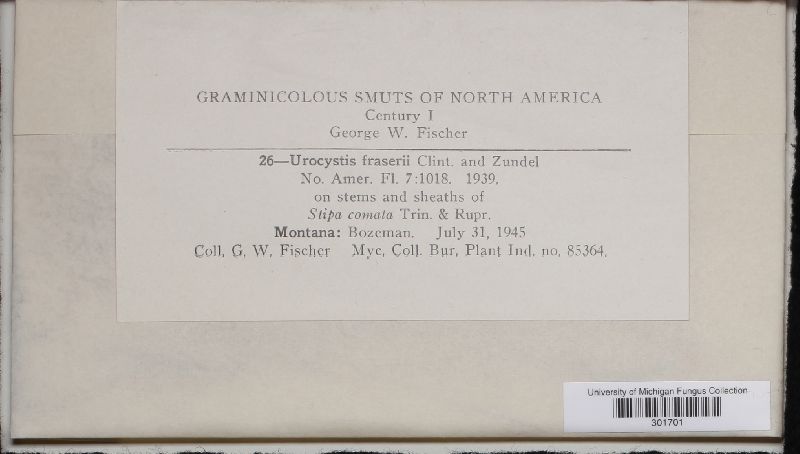 Urocystis fraserii image