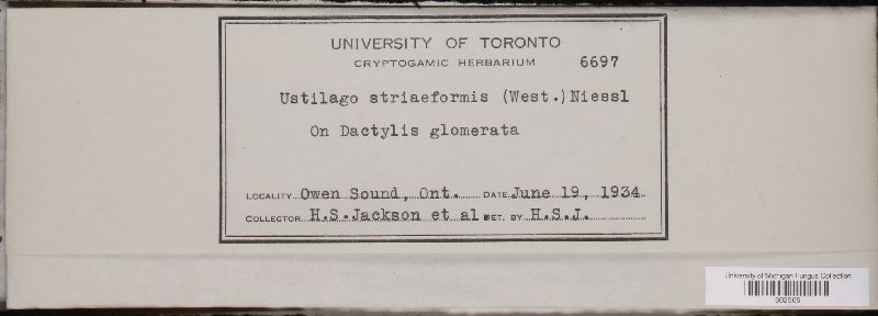 Ustilago striiformis image