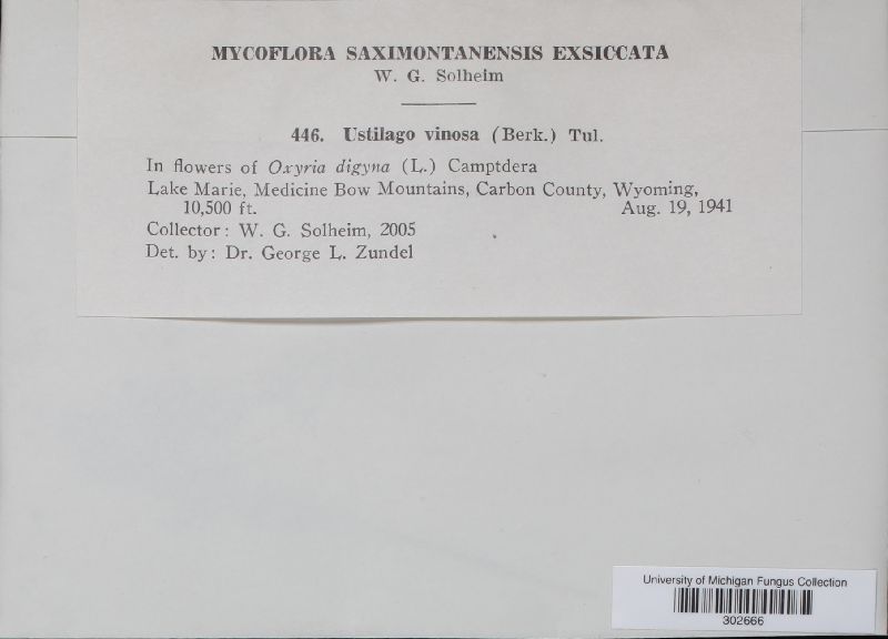 Microbotryum vinosum image