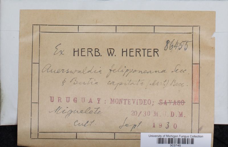 Auerswaldia felipponeana image