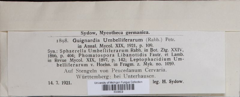 Guignardia umbelliferarum image