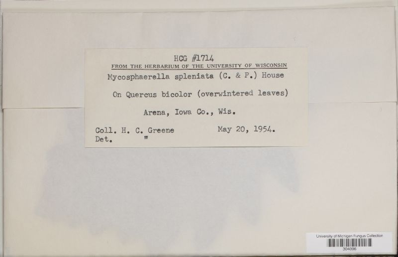 Mycosphaerella spleniata image