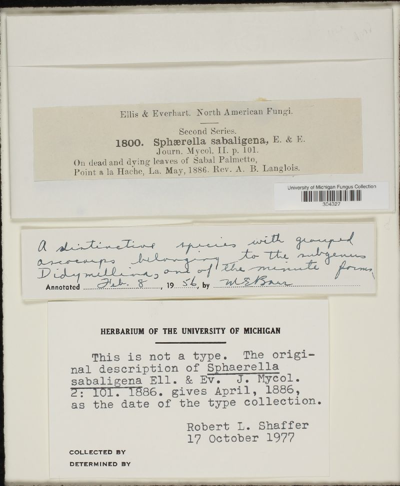 Sphaerella sabaligena image