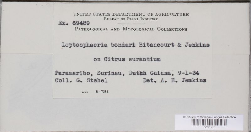 Leptosphaeria bondari image