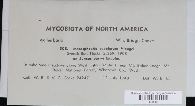 Metasphaeria sepalorum image