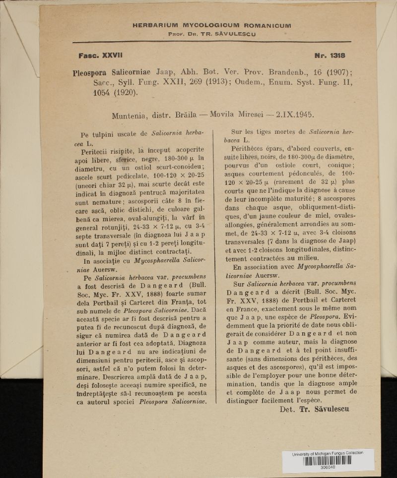 Pleospora salicorniae image