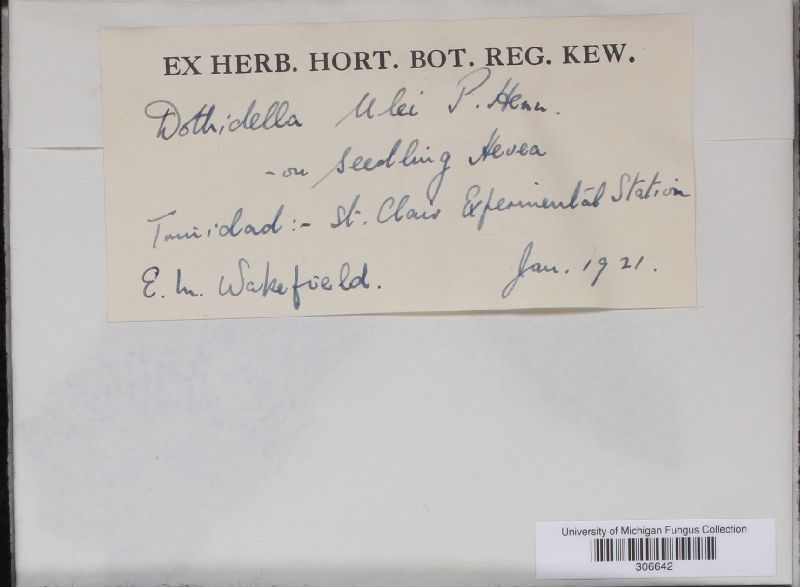 Microcyclus ulei image