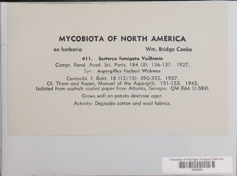 Aspergillus fischeri var. spinosus image