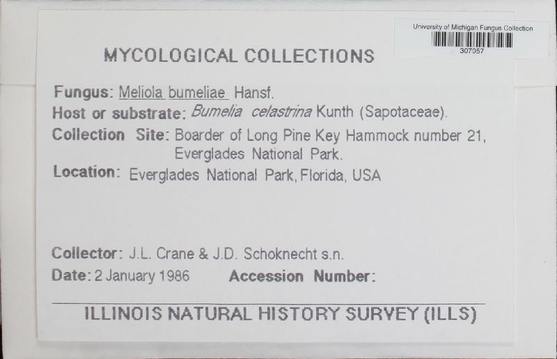 Meliola bumeliae image