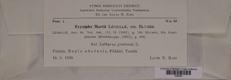 Erysiphe martii image