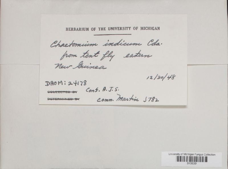 Chaetomium indicum image