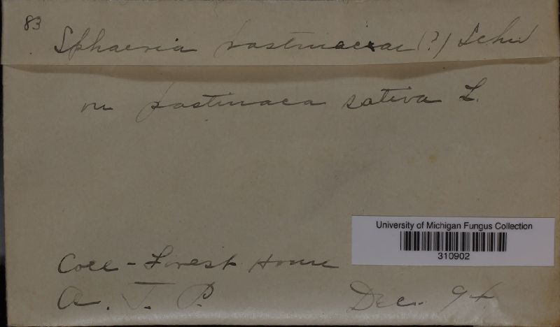 Sphaeria pastinacae image